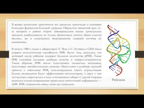 В живых организмах практически все процессы происходят в основном благодаря ферментам