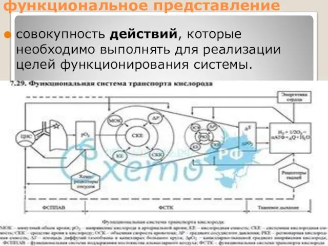 функциональное представление совокупность действий, которые необходимо выполнять для реализации целей функционирования системы.