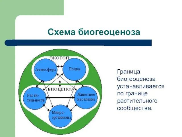 Схема биогеоценоза Граница биогеоценоза устанавливается по границе растительного сообщества.