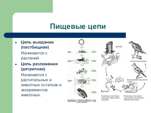 Пищевые цепи Цепь выедания (пастбищная) Начинается с растений. Цепь разложения (детритная)