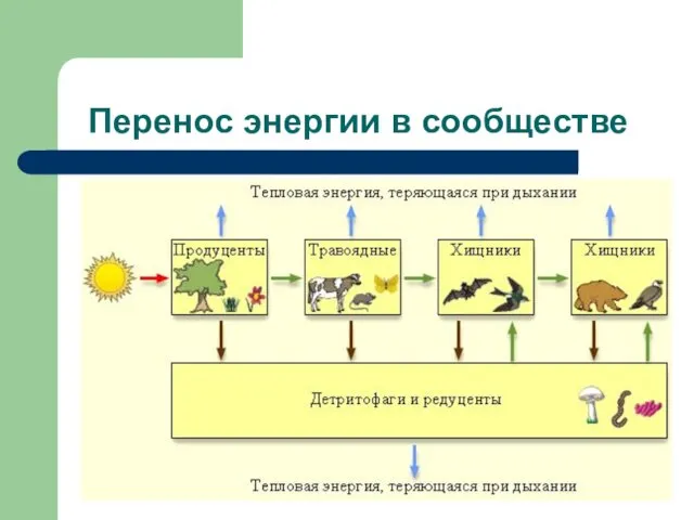 Перенос энергии в сообществе