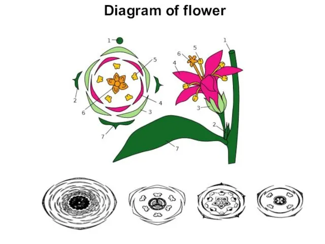 Diagram of flower