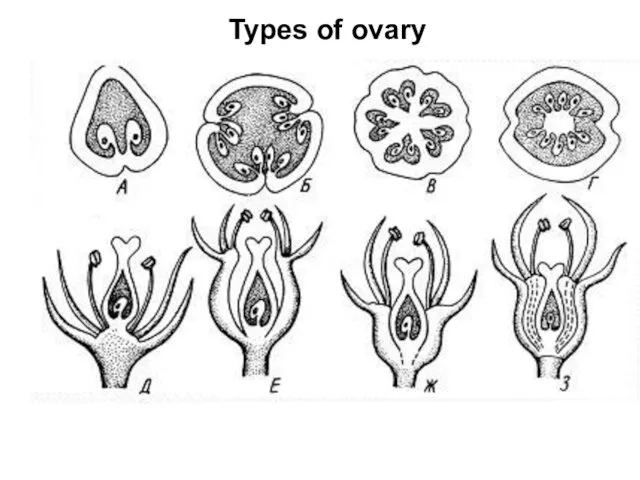 Types of ovary