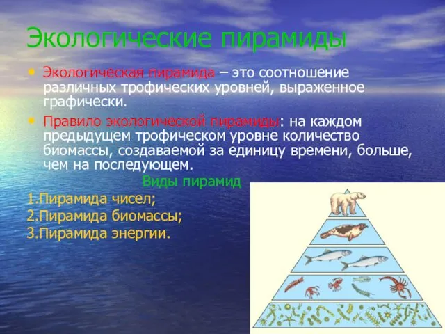 Экологические пирамиды Экологическая пирамида – это соотношение различных трофических уровней, выраженное