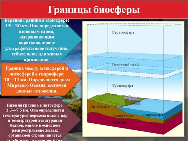 Границы биосферы Верхняя граница в атмосфере: 15 – 20 км. Она