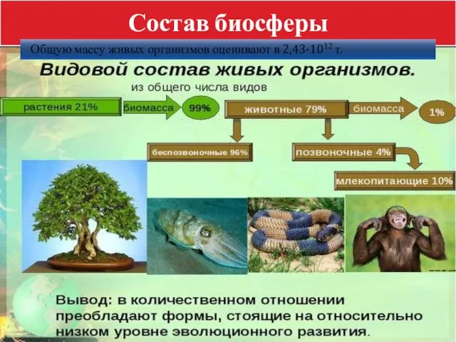 Состав биосферы Общую массу живых организмов оценивают в 2,43·1012 т.