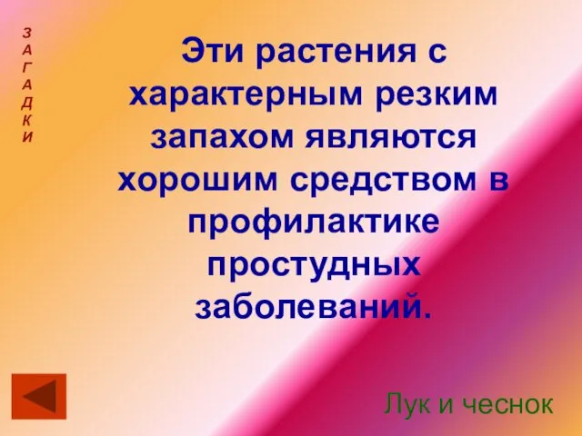 Эти растения с характерным резким запахом являются хорошим средством в профилактике