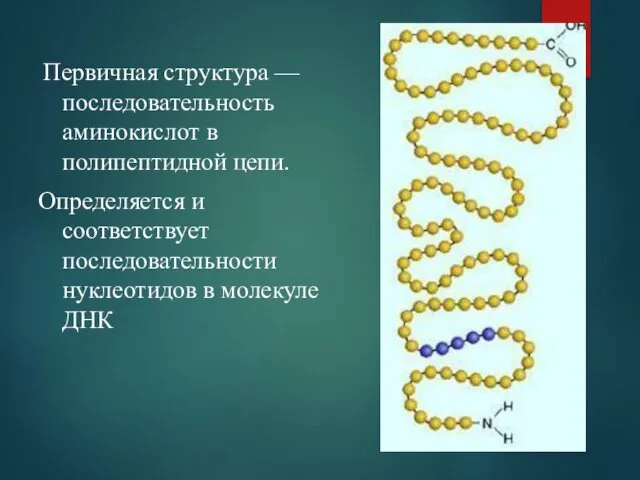 Первичная структура — последовательность аминокислот в полипептидной цепи. Определяется и соответствует последовательности нуклеотидов в молекуле ДНК