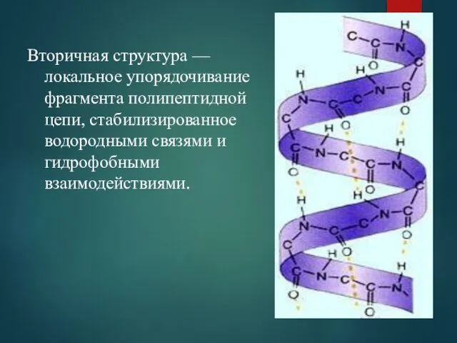 Вторичная структура — локальное упорядочивание фрагмента полипептидной цепи, стабилизированное водородными связями и гидрофобными взаимодействиями.