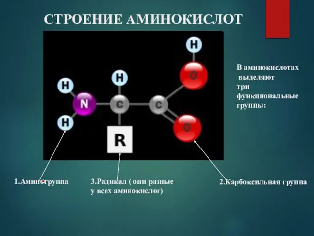 СТРОЕНИЕ АМИНОКИСЛОТ В аминокислотах выделяют три функциональные группы: 1.Аминогруппа 2.Карбоксильная группа