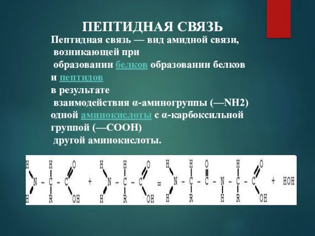 ПЕПТИДНАЯ СВЯЗЬ Пептидная связь — вид амидной связи, возникающей при образовании