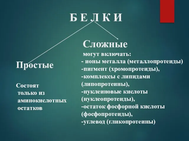 Б Е Л К И Простые Состоят только из аминокислотных остатков