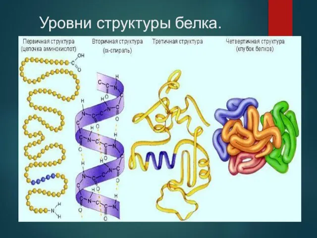 Уровни структуры белка.