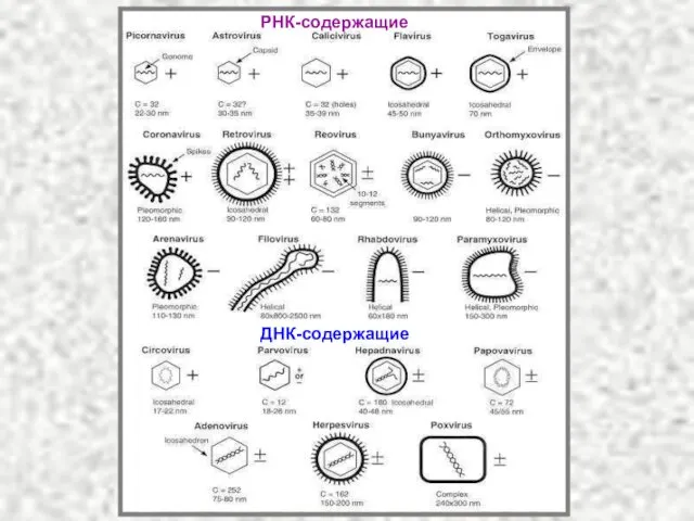 РНК-содержащие ДНК-содержащие