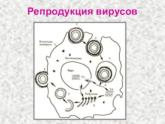 Репродукция вирусов