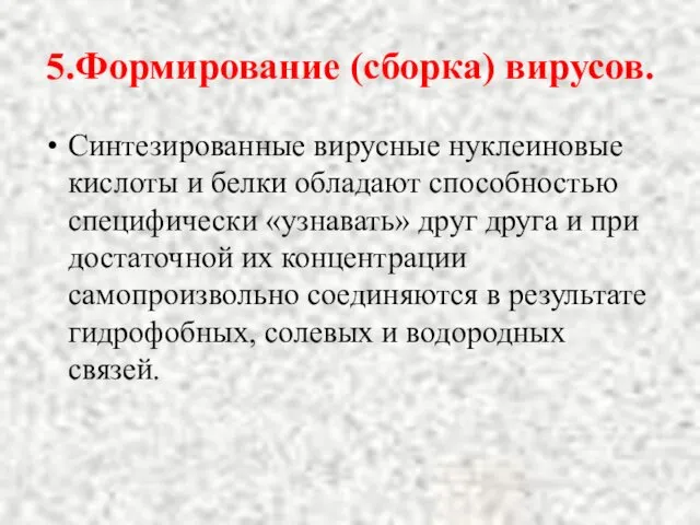 5.Формирование (сборка) вирусов. Синтезированные вирусные нуклеиновые кислоты и белки обладают способностью