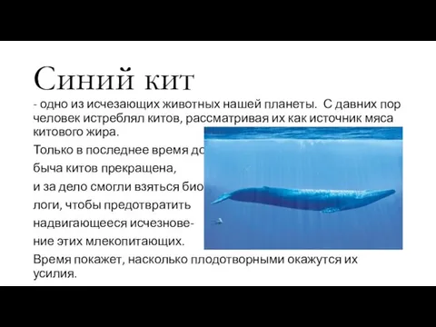 Синий кит - одно из исчезающих животных нашей планеты. С давних
