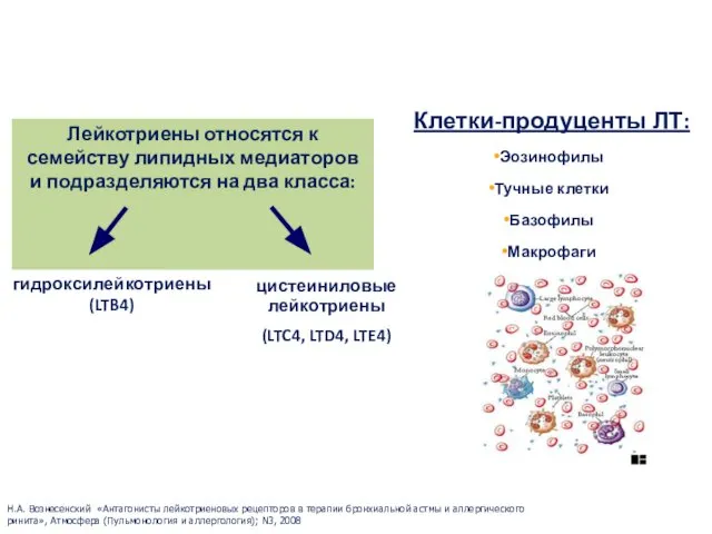 Клетки-продуценты ЛТ: Эозинофилы Тучные клетки Базофилы Макрофаги Лейкотриены относятся к семейству