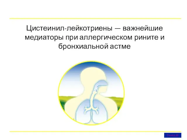 Цистеинил-лейкотриены — важнейшие медиаторы при аллергическом рините и бронхиальной астме Слайд 24