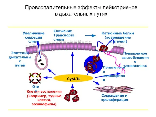 Провоспалительные эффекты лейкотриенов в дыхательных путях Адаптировано из: Hay DWP Chest