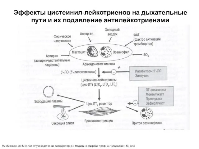 Эффекты цистеинил-лейкотриенов на дыхательные пути и их подавление антилейкотриенами Ник Мэксел,