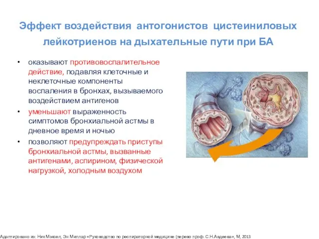 оказывают противовоспалительное действие, подавляя клеточные и неклеточные компоненты воспаления в бронхах,