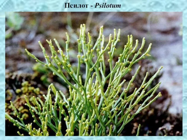 Псилот - Psilotum