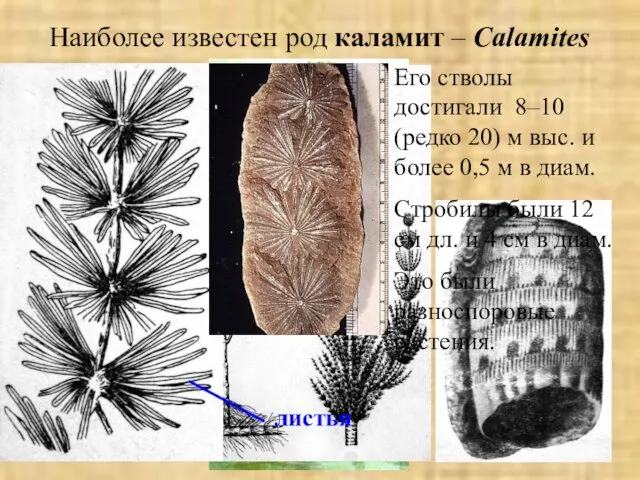 Наиболее известен род каламит – Calamites Его стволы достигали 8–10 (редко