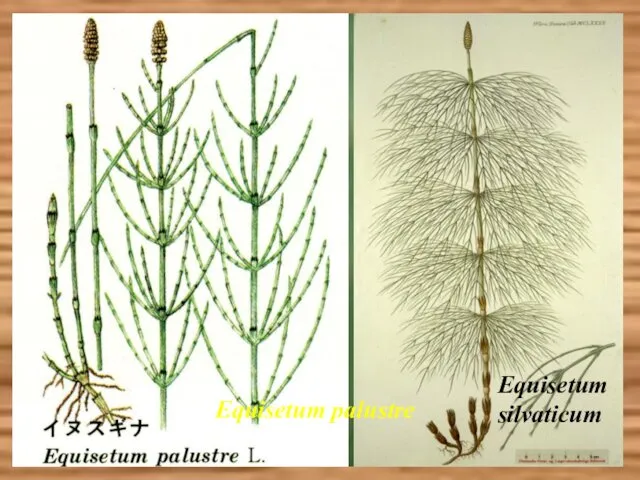 Equisetum palustre Equisetum silvaticum