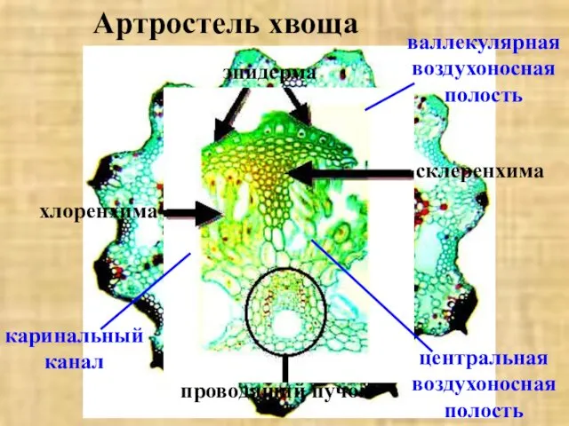 Артростель хвоща эпидерма хлоренхима склеренхима проводящий пучок центральная воздухоносная полость валлекулярная воздухоносная полость каринальный канал