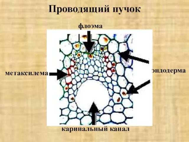 Проводящий пучок флоэма эндодерма метаксилема каринальный канал