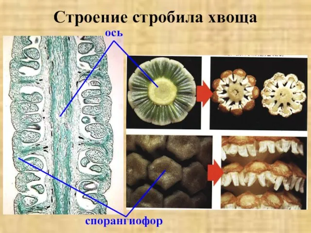 Строение стробила хвоща спорангиофор ось