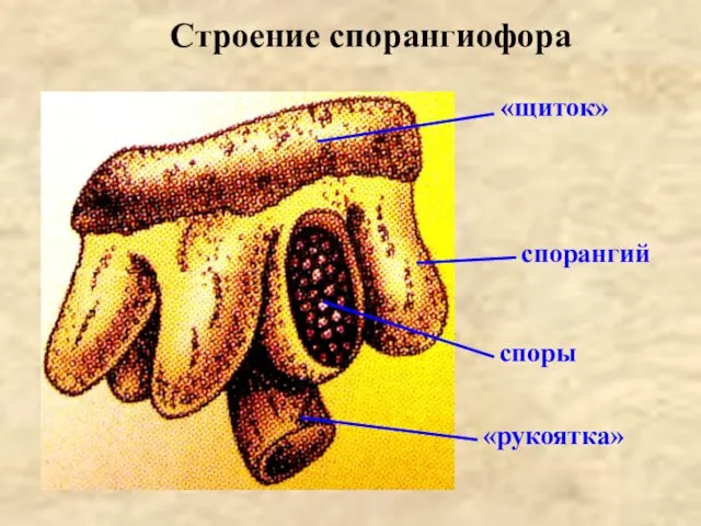 Строение спорангиофора «щиток» «рукоятка» спорангий споры