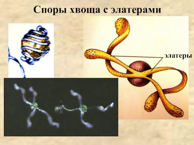 Споры хвоща с элатерами элатеры