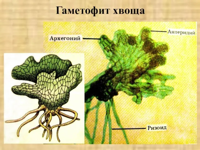 Гаметофит хвоща