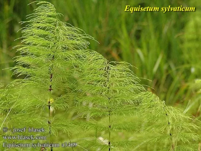 Equisetum sylvaticum