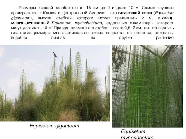 Размеры хвощей колеблются от 15 см до 2 и даже 10