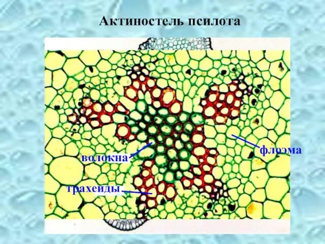 Актиностель псилота волокна трахеиды флоэма