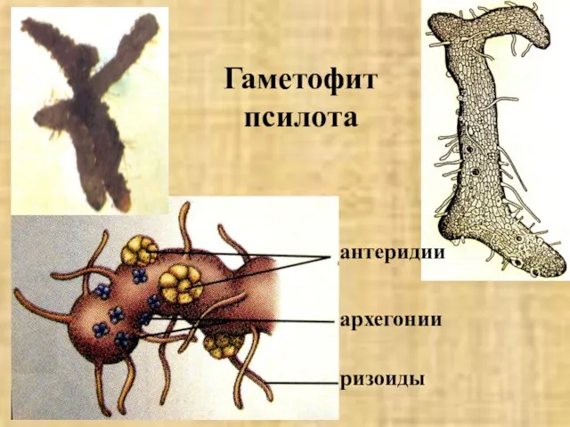 Гаметофит псилота антеридии архегонии ризоиды
