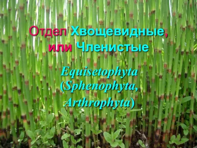 Отдел Хвощевидные, или Членистые Equisetophyta (Sphenophyta, Arthrophyta)