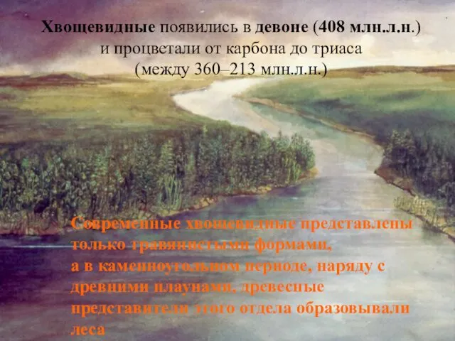 Хвощевидные появились в девоне (408 млн.л.н.) и процветали от карбона до