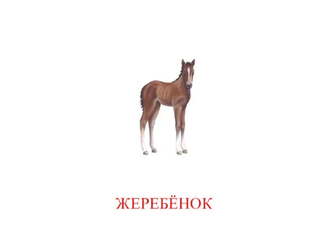 ЖЕРЕБЁНОК