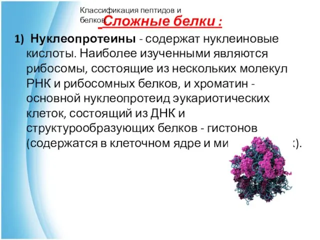 Сложные белки : 1) Нуклеопротеины - содержат нуклеиновые кислоты. Наиболее изученными