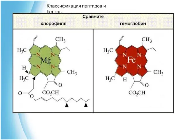 Классификация пептидов и белков.