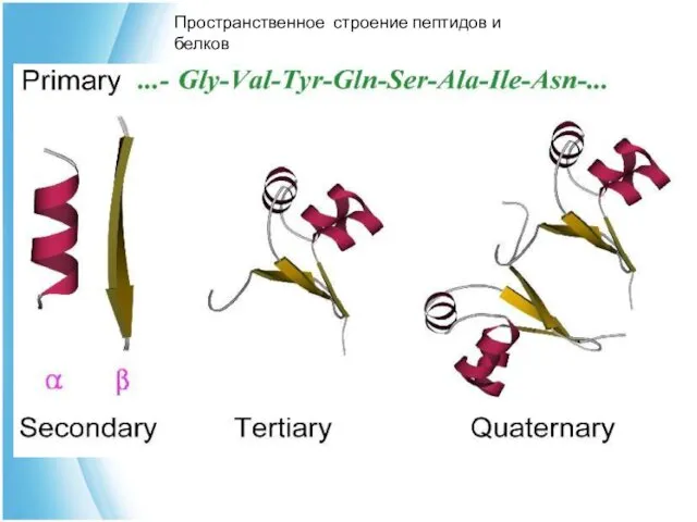 Пространственное строение пептидов и белков