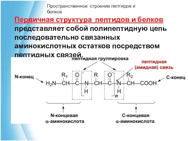 Пространственное строение пептидов и белков Первичная структура пептидов и белков представляет