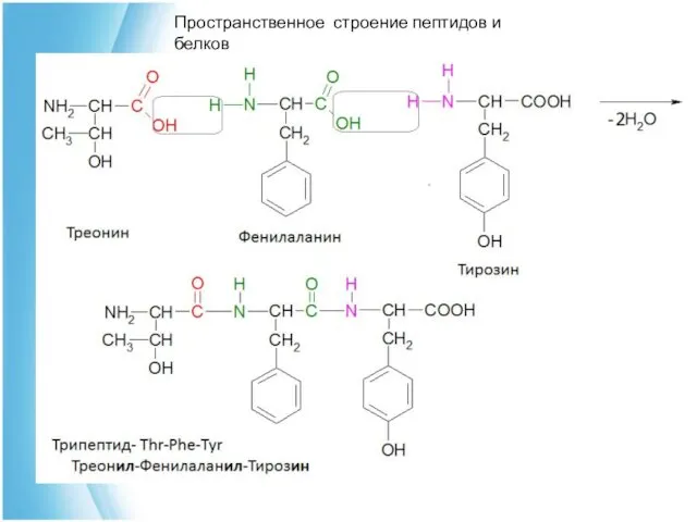 Пространственное строение пептидов и белков