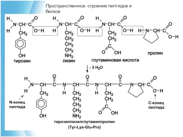 Пространственное строение пептидов и белков