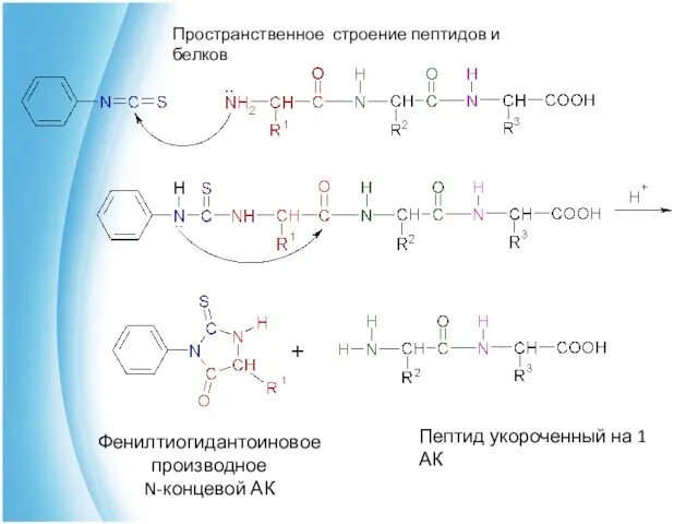 Фенилтиогидантоиновое производное N-концевой АК Пептид укороченный на 1 АК Пространственное строение пептидов и белков