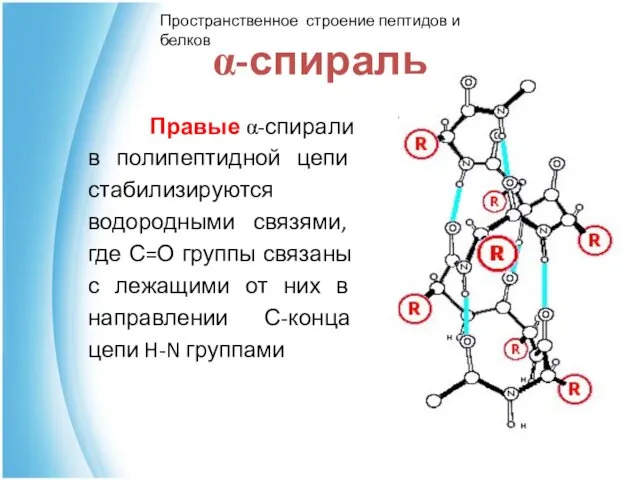 α-спираль Правые α-спирали в полипептидной цепи стабилизируются водородными связями, где С=О